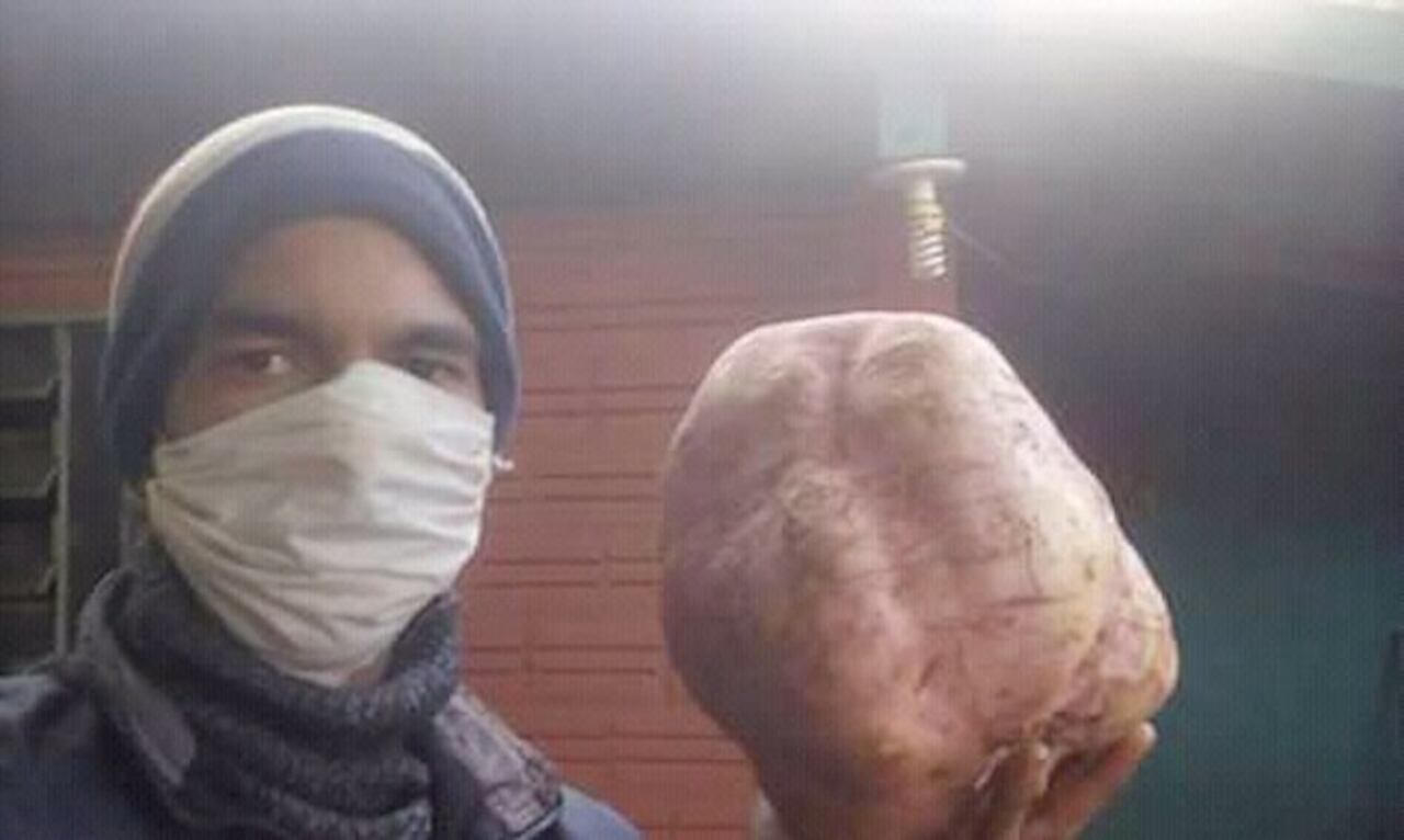 Semanas atrás sorprendieron al rollo con la producción de una batata de al menos cinco kilos.