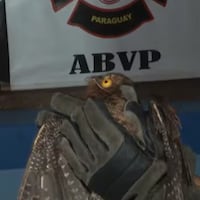 Urutaú chocó contra un vidrio y terminó rescatado por bomberos