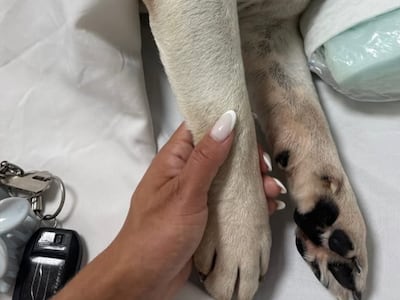 Llora la pérdida de su compañerita más fiel 😔