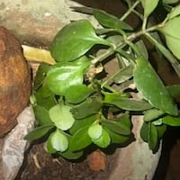 ¡Ñandejara! Encontró dos granadas y las llevó a su casa como adorno