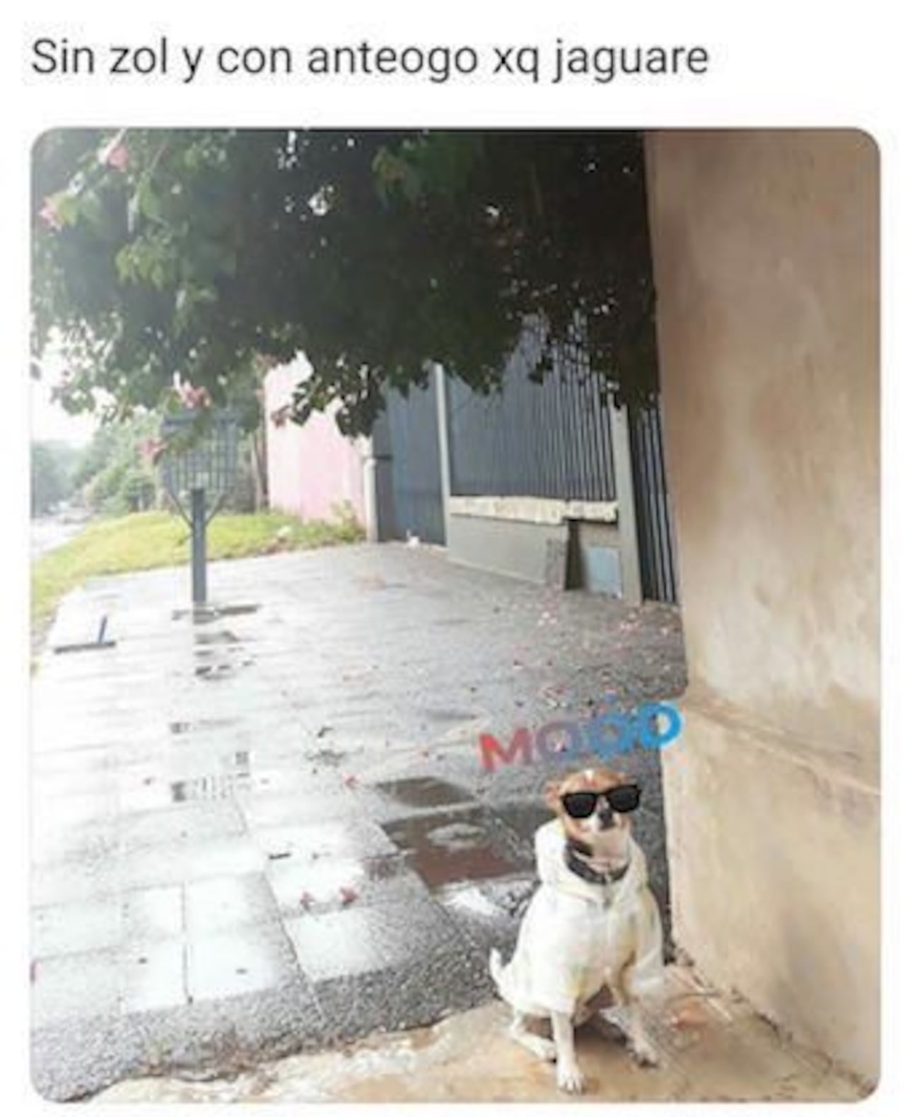 MEME. Cuando Napo se convirtió en meme y se viralizó por todas las redes.
