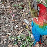 Rescataron a gua’a pytã que recibió angá un balazo