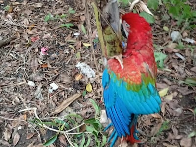 Rescataron a gua’a pytã que recibió angá un balazo