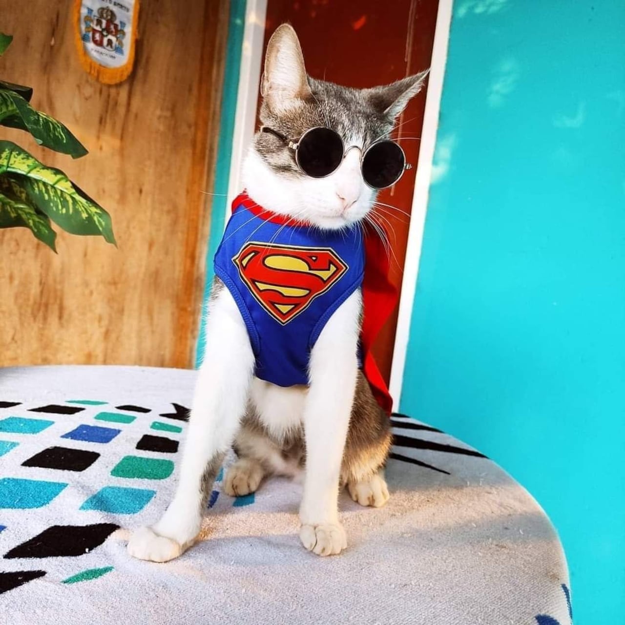 Bella era muy conocido en las redes sociales, particularmente en Instagram.