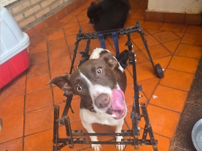 Denuncian que Muni de Ciudad del Este persigue a doña que adopta y cuida de firulais