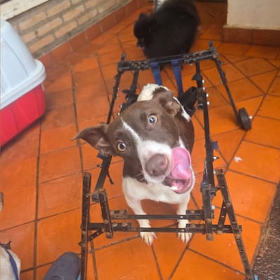 Denuncian que Muni de Ciudad del Este persigue a doña que adopta y cuida de firulais
