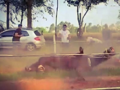 ¡Terrible! Nene de ocho años fallece al caer de un caballo