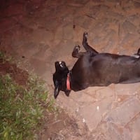 Iba en moto, chocó contra un perro y murió justo el día de su cumple