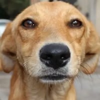 ¡Estamos de fiesta! Hoy es el día de los firulais 🐶