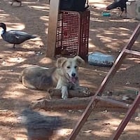 Imputan al dueño de un firu que atacó a un peque en Luque