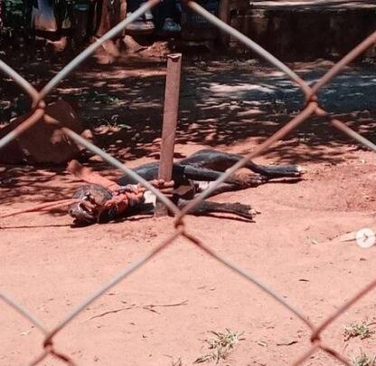 El firulais anga fue una víctima más de la crueldad en contra de los animales. (Foto: Instagram/dianacamarasa)
