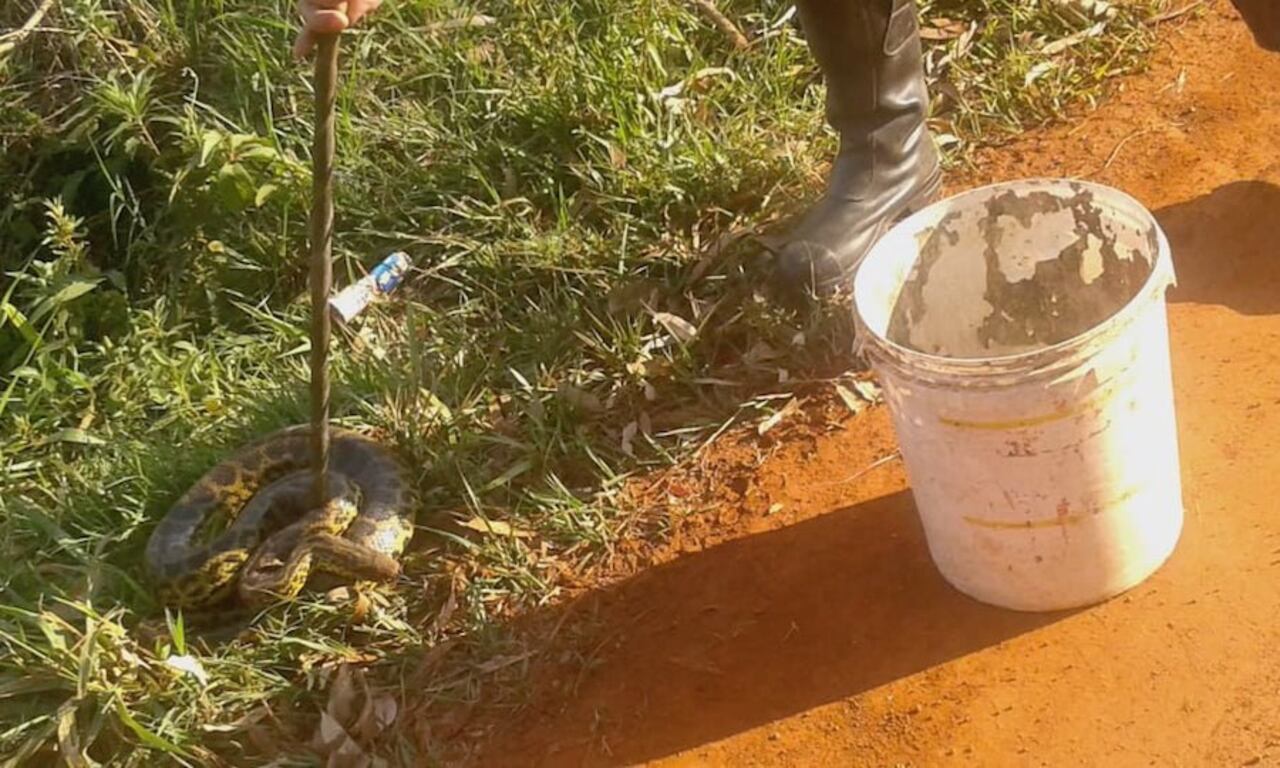 Una feroz kuriju estaba al costado de las calles y casi fue aplastada por los autos ndaje.