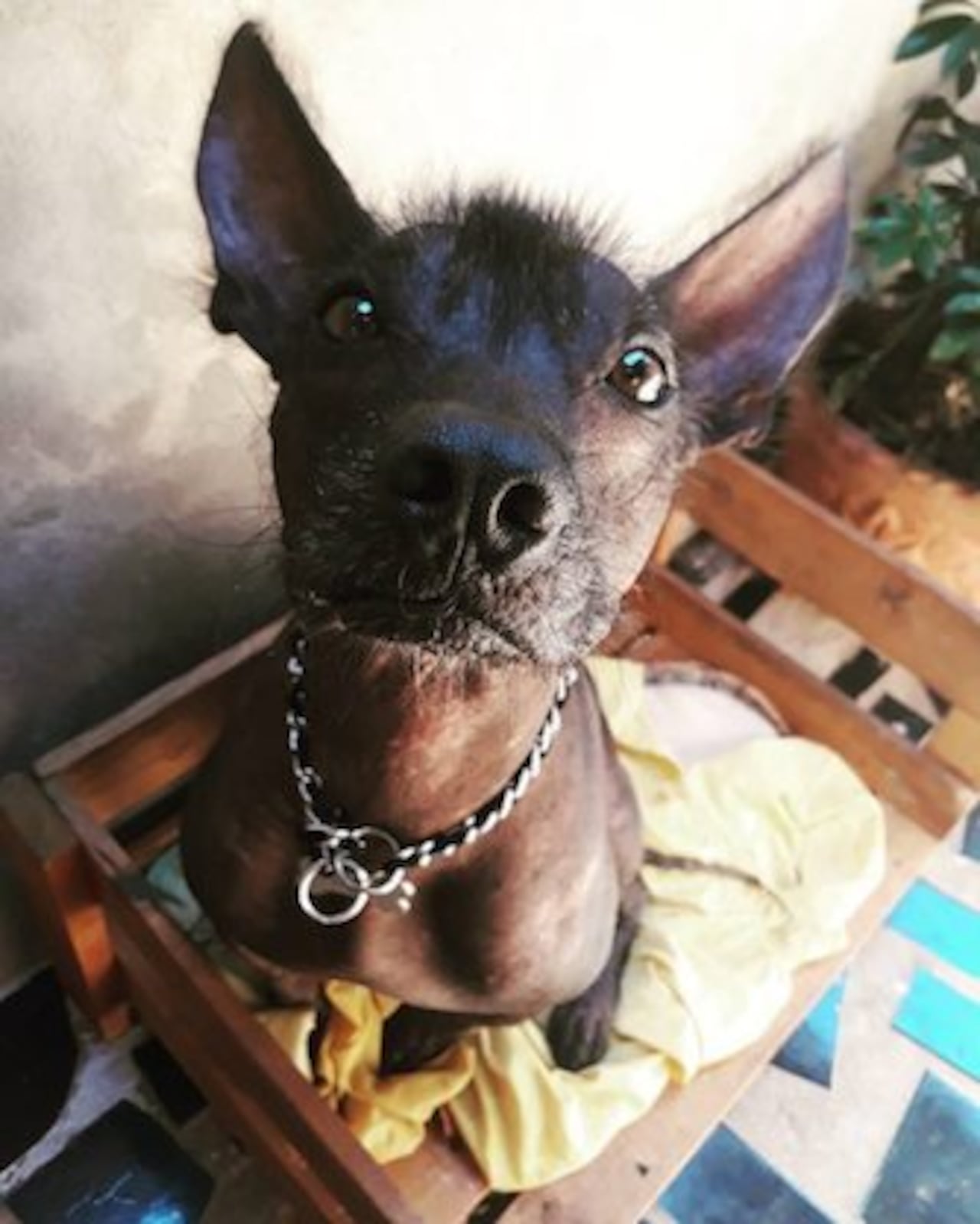 CONOCIDO. A Chapo lo relacionan con el perro de la película “Coco”, Dante.
