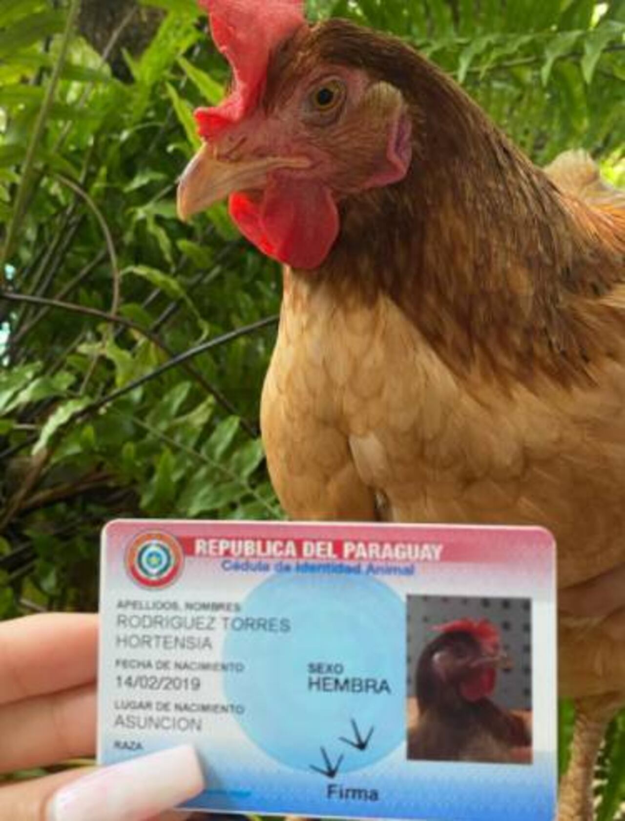 Con su "cédula".