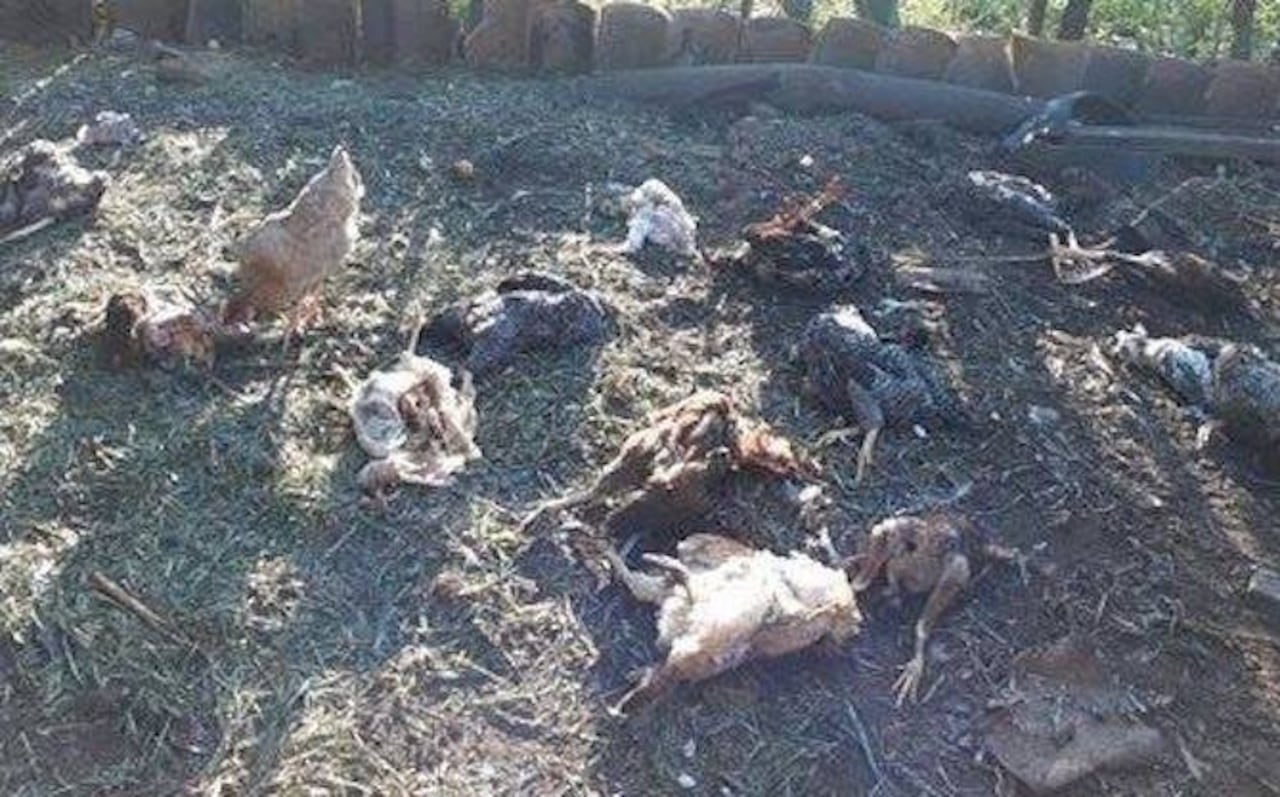 ¡NDE BÁRBARO! La imagen de los animales muertos conmocionó al barrio. (GENTILEZA Luis Rolón)