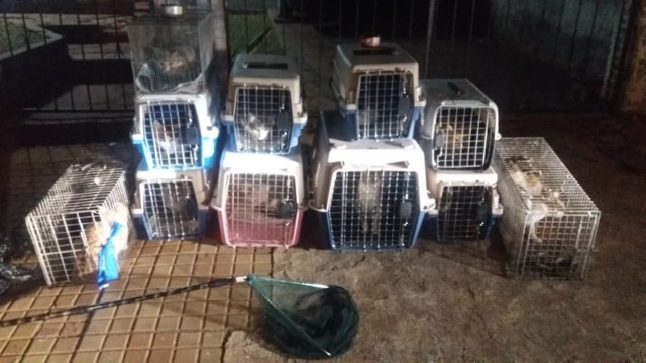 Los michis que fueron rescatados.