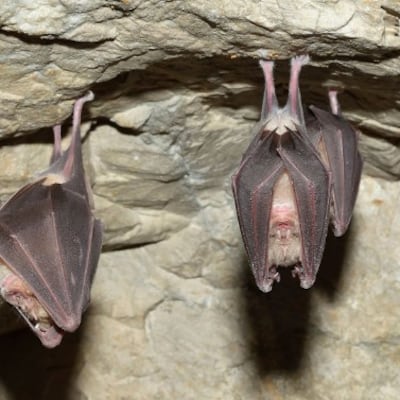 ¡No son drácula! La tala de árboles empuja a los murciélagos hasta los tejados ndaje