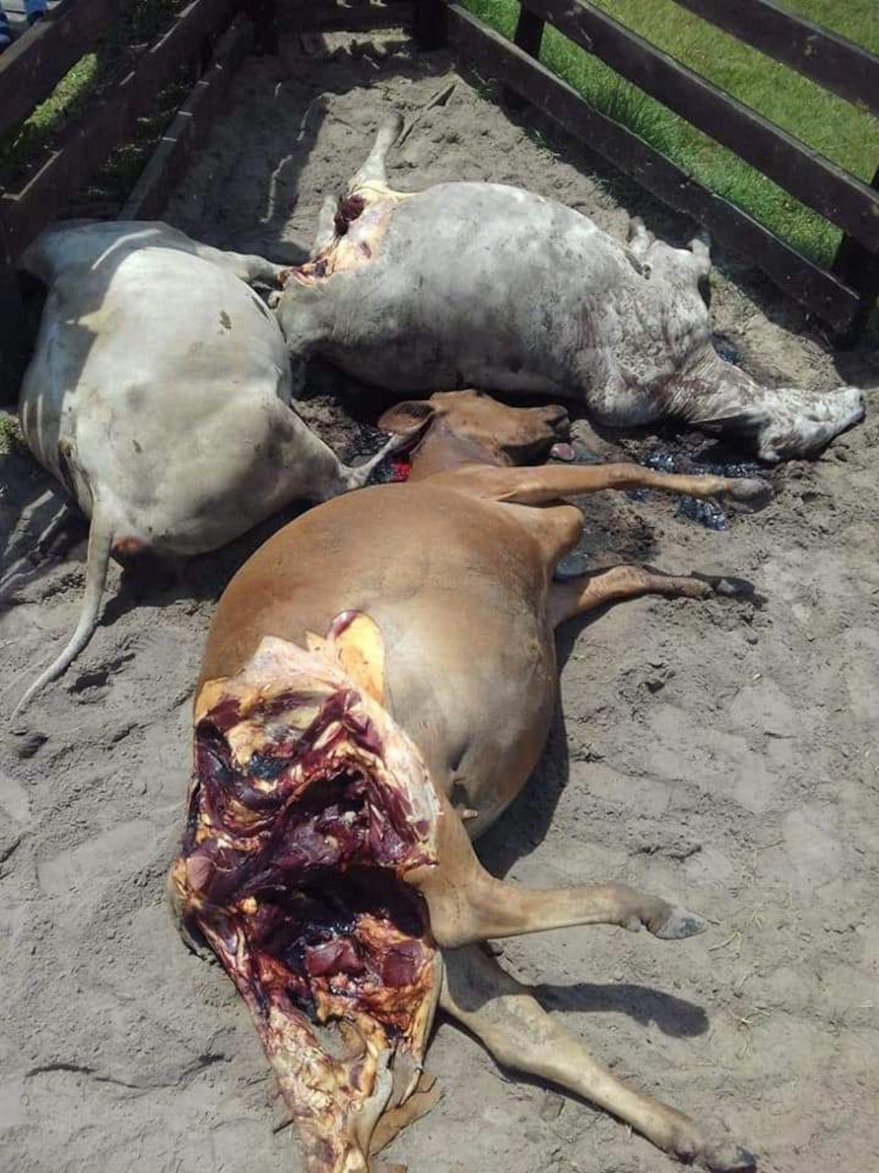 Los animales muertos que fueron hallados. Foto: COL RIO VERDE-NEW DIGITAL