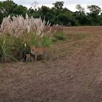 Yaguareté y su cría aparecieron cerca de una zona poblada