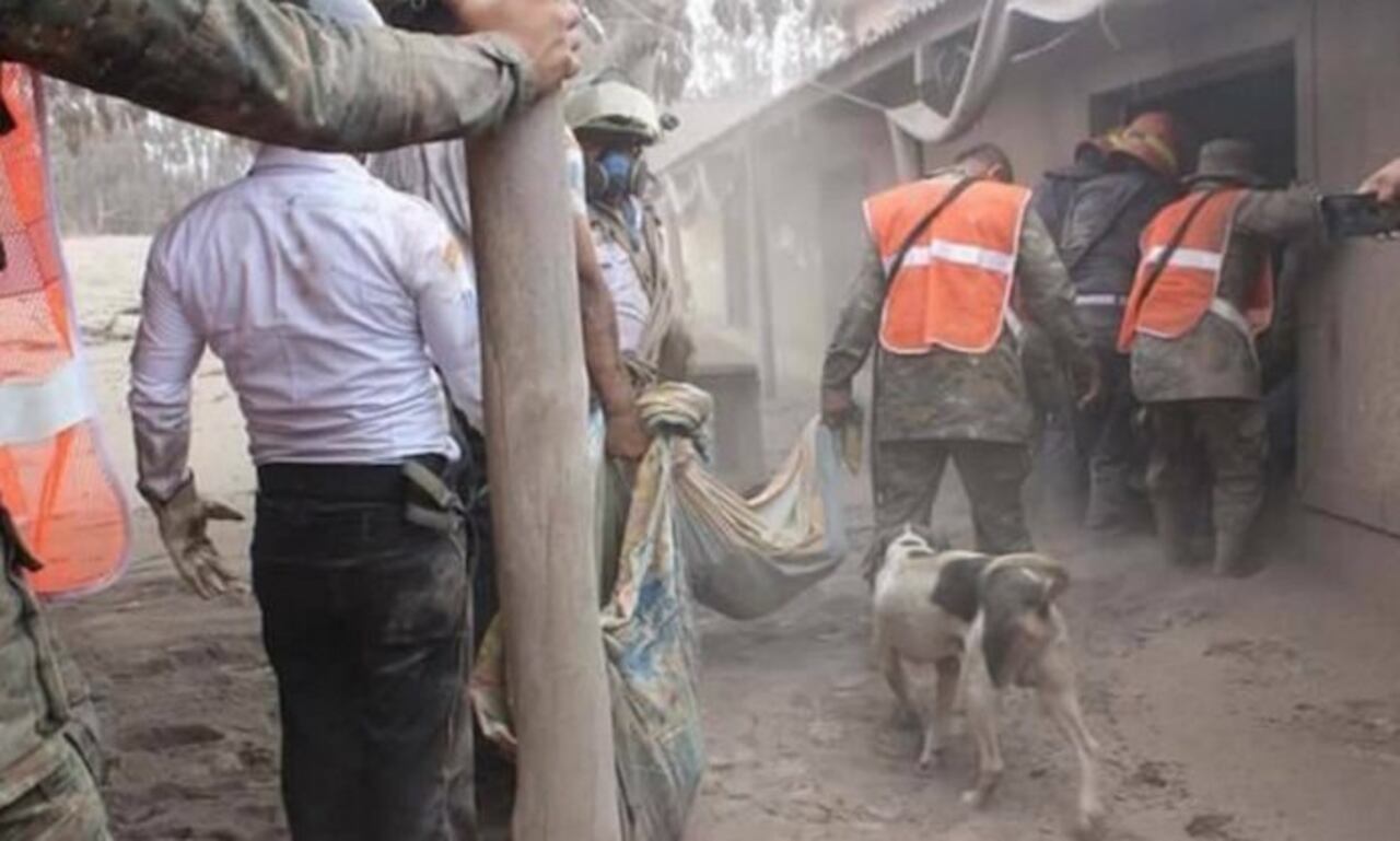 Las imágenes de este perrito recorrieron Facebook donde se conoció su historia.