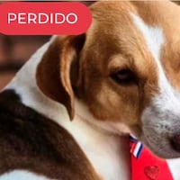 ¿Se perdió tu firulais? Lanzan portal para encontrarlo
