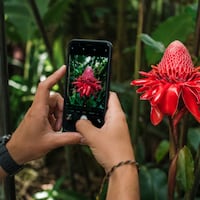 Argelada mandó preso a extranjero por fotografiar una plantita