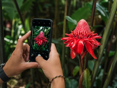 Argelada mandó preso a extranjero por fotografiar una plantita