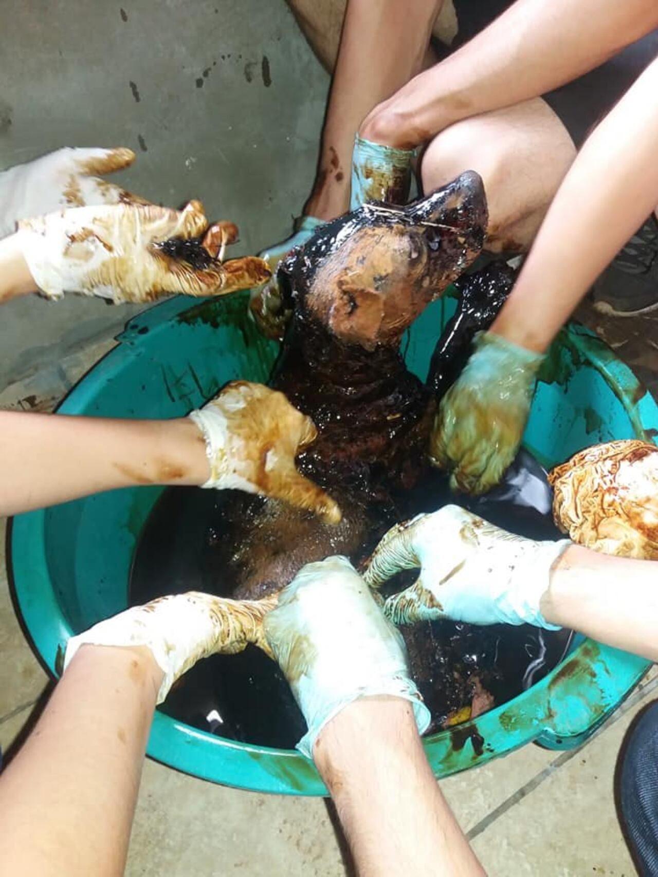 Le sacaron la brea con aceite comestible, aguarrás y papel diario.