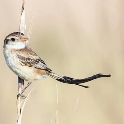Casi una década después, el pajarito yetapá de collar vuelve a aparecer