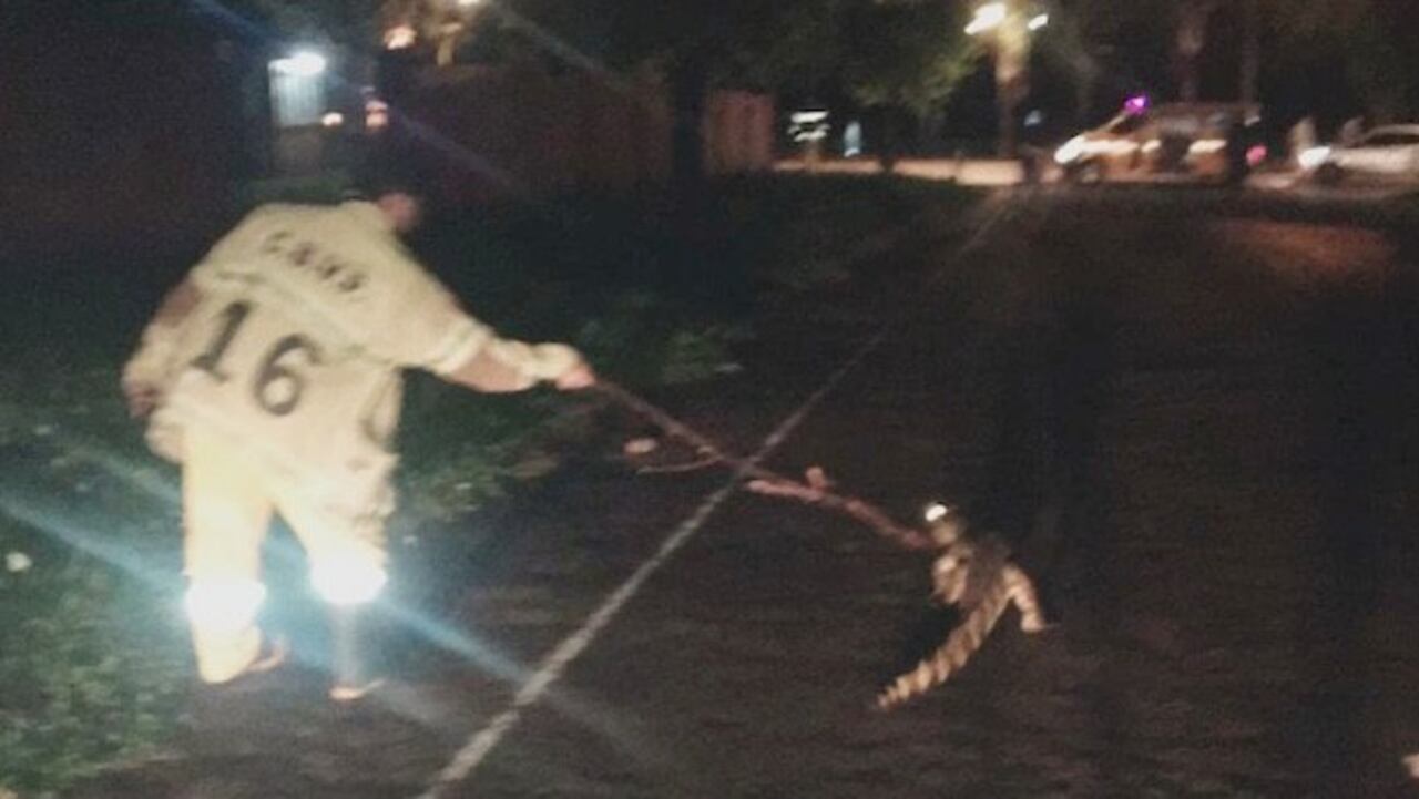 Bomberos se volvieron capos en arrear escamosos.