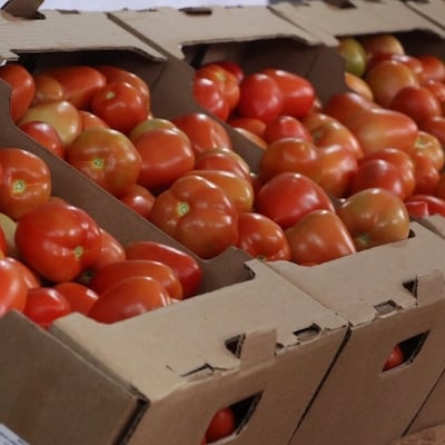 Hembypa la tomate y se podrá conseguir a G. 3.500 por kilo
