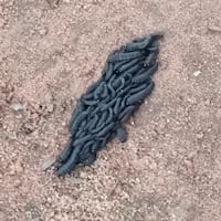 ¿Gusano de mal augurio? Curiosa aparición llama la atención