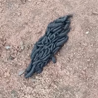 ¿Gusano de mal augurio? Curiosa aparición llama la atención