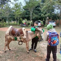 La historia del mitã’i que va a la escuela en su burrito