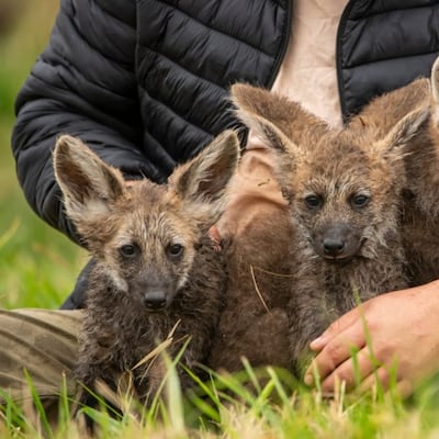 ¡Una buena noticia para la fauna! Aguará guazú logra reproducirse en cautiverio