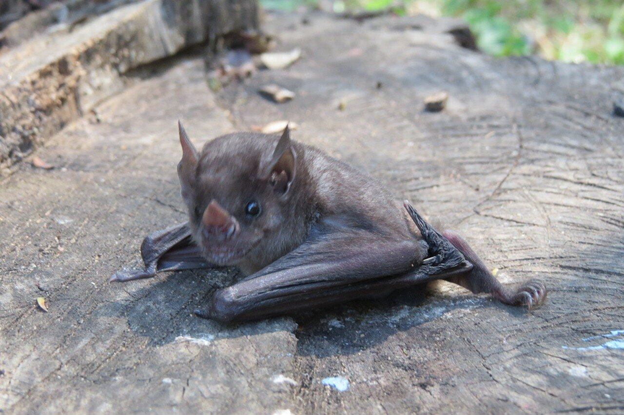 Algunos le ven la belleza a estos animalitos que ayudan al ecosistema. Barreto, Ybycuí 2018.