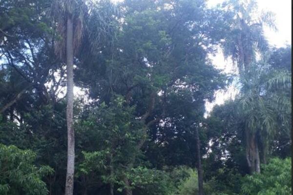 ¡Hesukena! Niña contó que Pombéro se le apareció