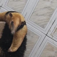 El oso curioso: hormiguero invadió una casa en Misiones