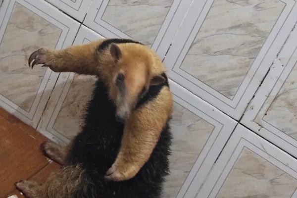 El oso curioso: hormiguero invadió una casa en Misiones