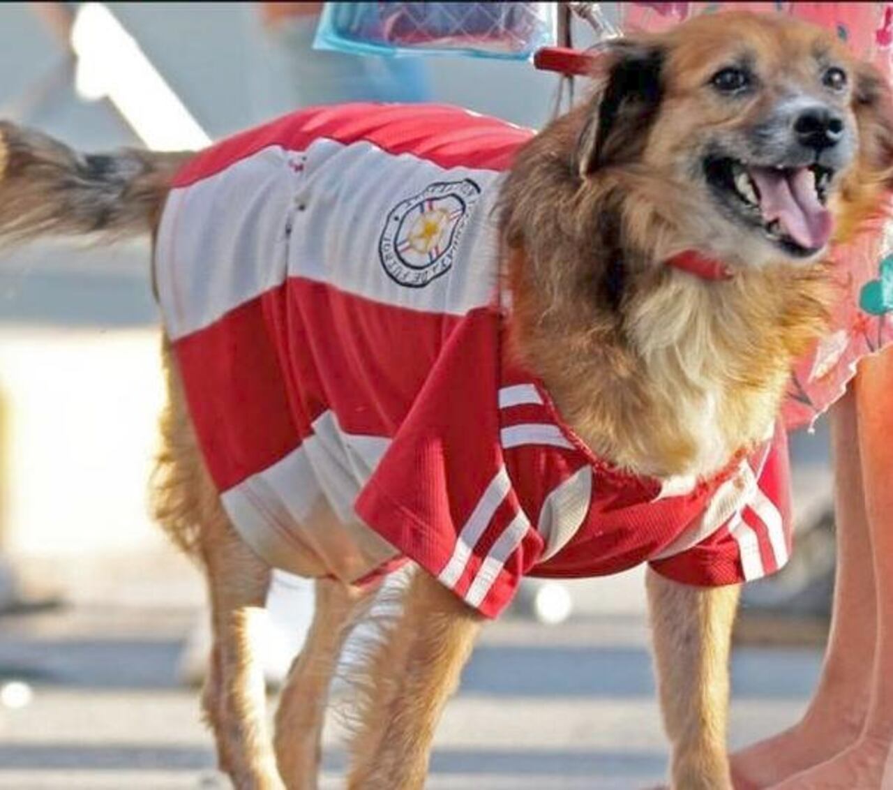 El perro albirrojo, recorriendo inmediaciones del “Defensores”.