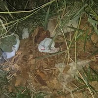 ¡De ultratumba! Encontraron huesos y un ataúd en descomposición