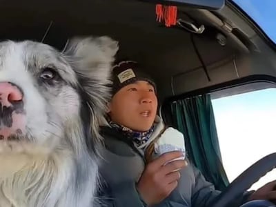¡Para llorar! Se comieron a Chutou, el perro influencer que fue secuestrado