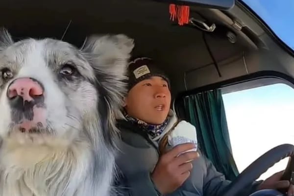 ¡Para llorar! Se comieron a Chutou, el perro influencer que fue secuestrado