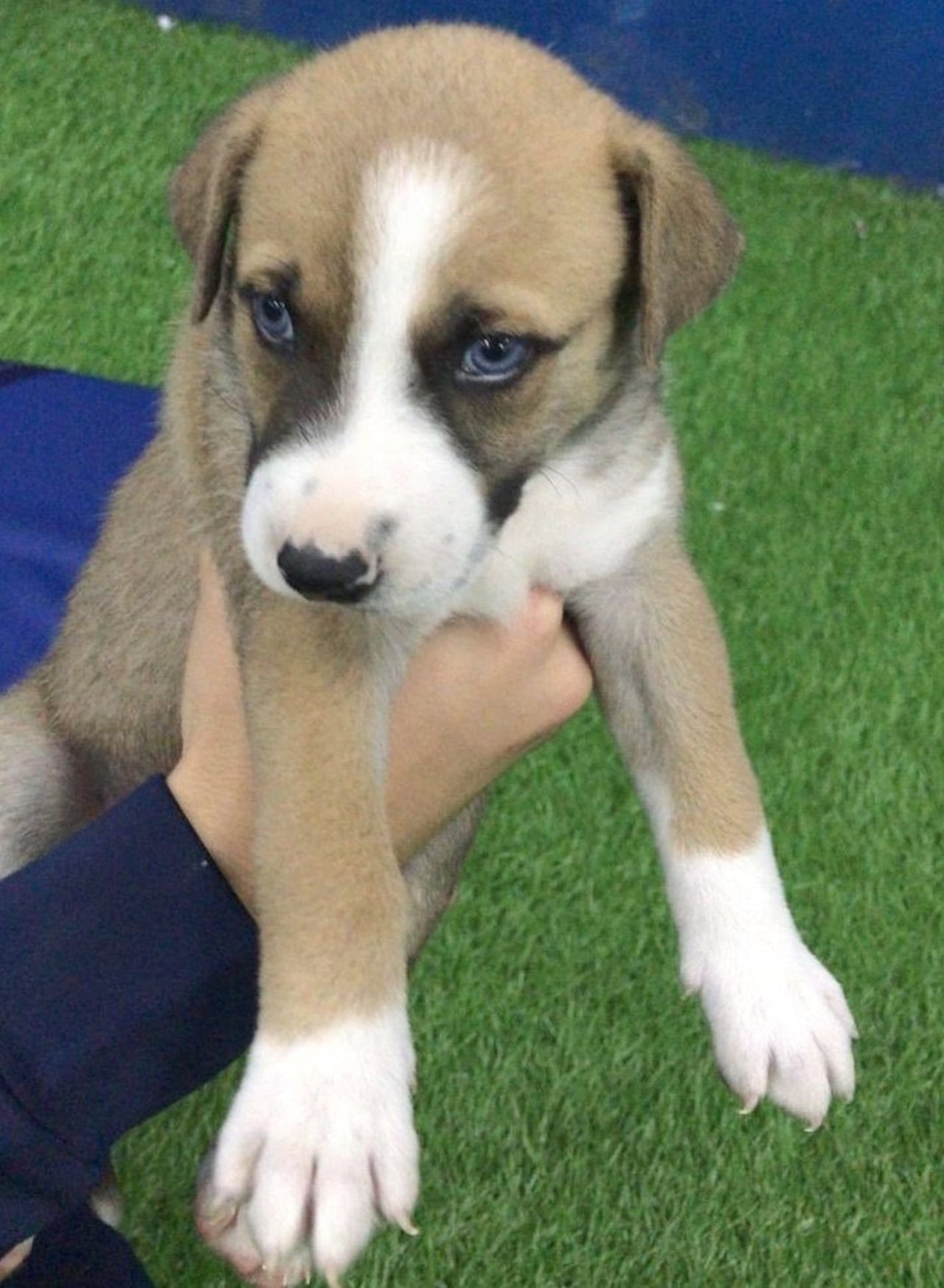 Este es el perrito del DT, el de los ojos claros al igual que la madre.