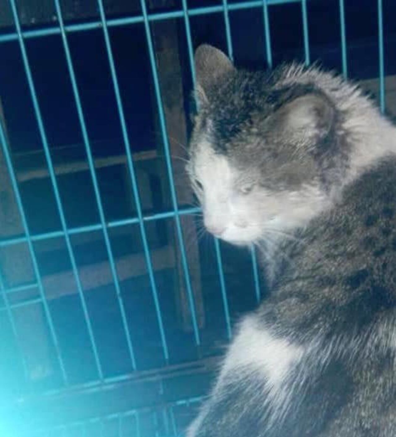 El gato “Kiko” es todo un héroe.