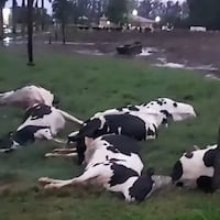 Un rayo mató a varias vacas en el ex Campo 9