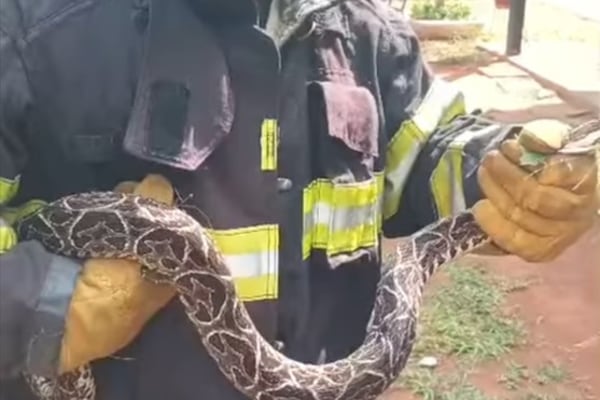 ¡Visita peligrosa! Rescataron una yarará en Villa Elisa
