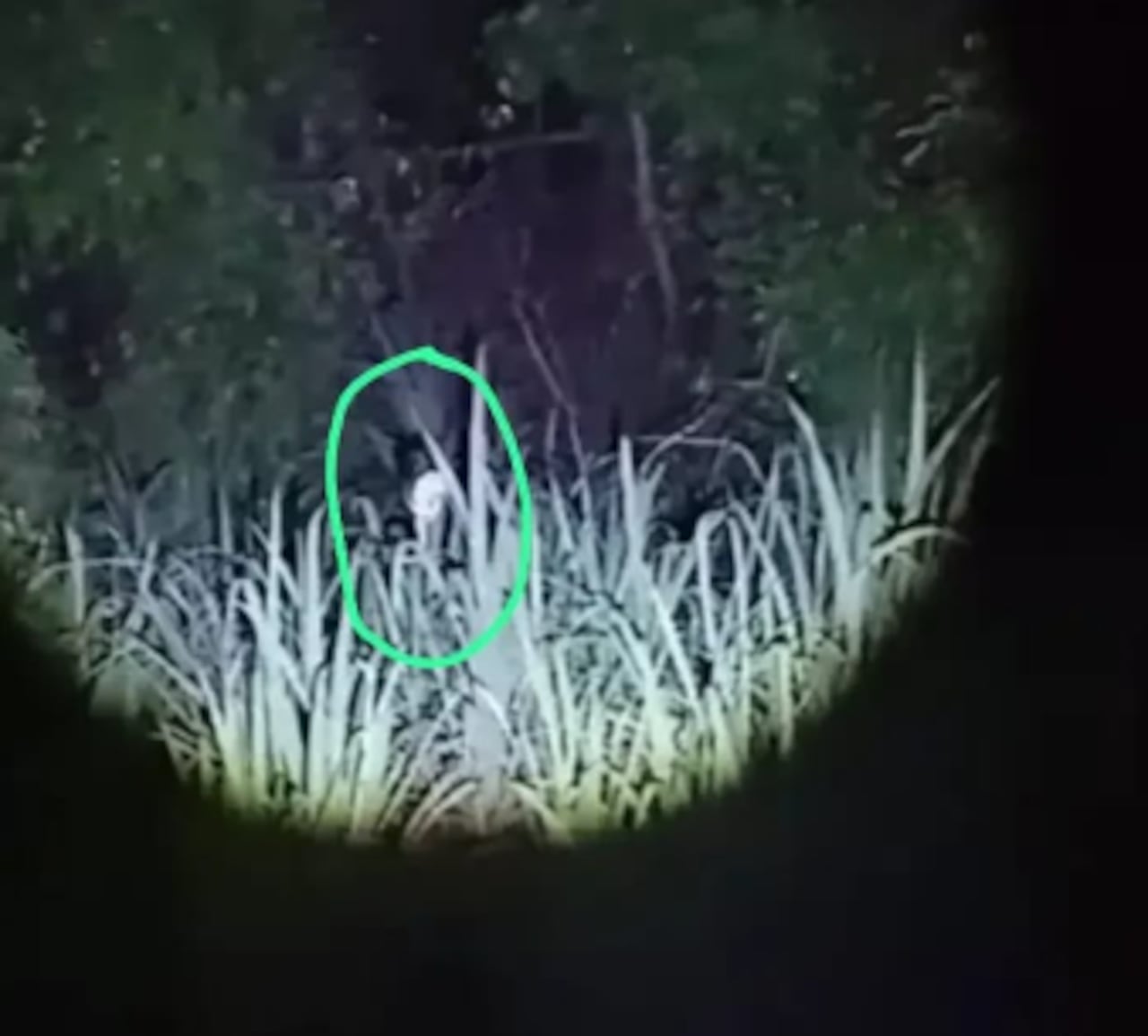 Un ser extraño con un cuello largo se divisó entre los arbustos.