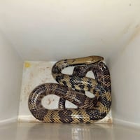 ¡Cháke víbora! Bomberos rescatan a serpiente ñacaniná en Concepción
