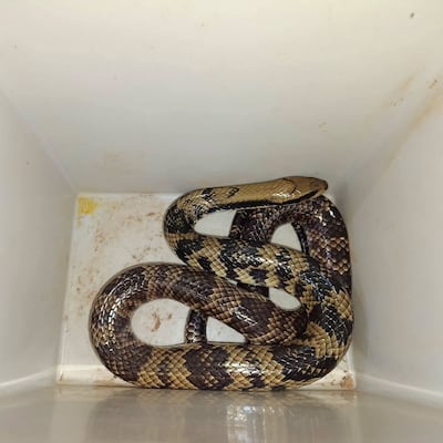¡Cháke víbora! Bomberos rescatan a serpiente ñacaniná en Concepción
